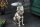 Table dappoint ronde Ø 45 cm travail manuel lion en argent