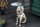 Table dappoint ronde Ø 45 cm travail manuel lion en argent
