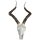 Deko Troph&eacute;e de chasse animal cr&acirc;ne H : 68 cm Polyresin artificiel