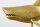 Statue décorative en métal Requin poisson en or 68 cm de long artisanat