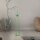 Lampe de table LED rechargeable métal dimmable IP44 2700 K vert