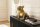 Dekolampe Tisch 35 cm lang Hund in Gold Statue für E14