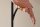 Tischlampe Metall Stoff E27 75 cm Schwarz Rosa Vogel